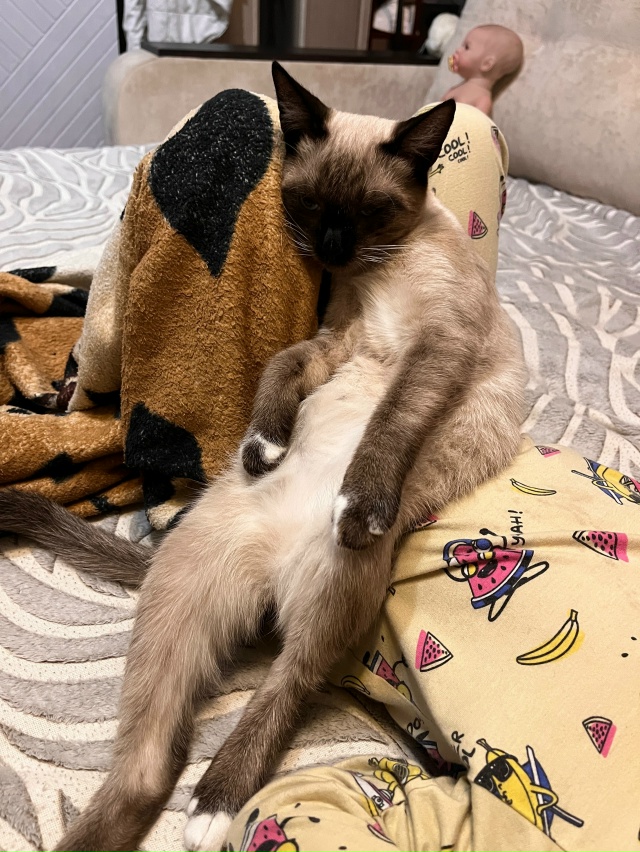 Доброе утро, пропал котенок в районе лк 29 (чуть старше ?...