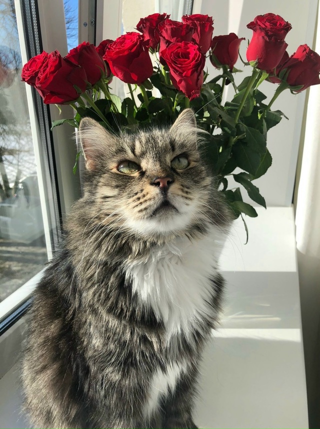 Пропал наш любимый котик в районе Расстанной💔💔💔
Мы ...