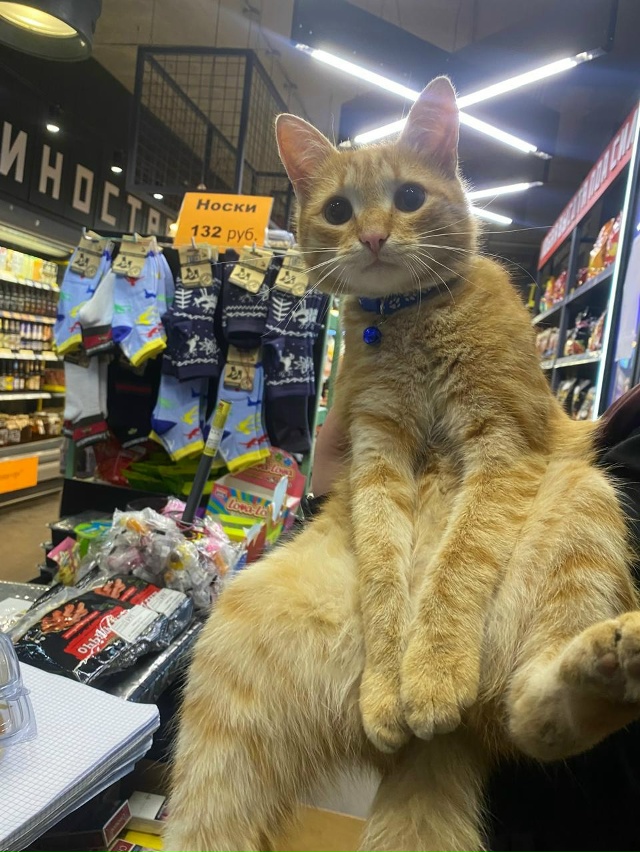 Пропал котик пять дней назад в районе ул. Ферина был в с...