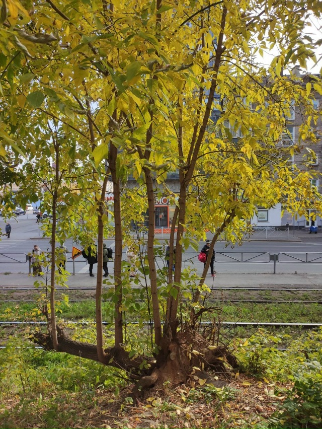 Интересно дерево растёт
Фото Александр Голубцов