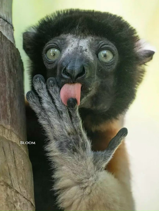 Финалисты конкурса смешных фото дикой природы 2025 — эт?...