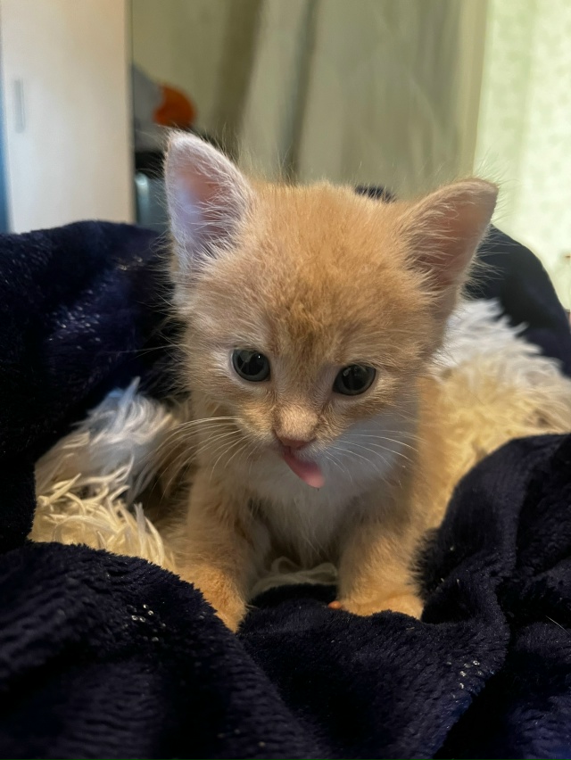 Отдам в добрые руки ￼очень ласковые к лотку приучены з...