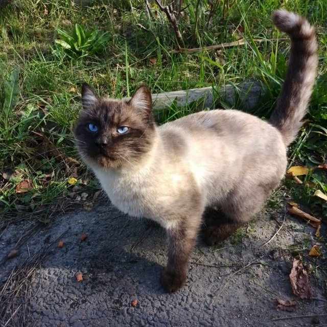 Добрый день. Нашли котика забрали на передержку ищем х?...