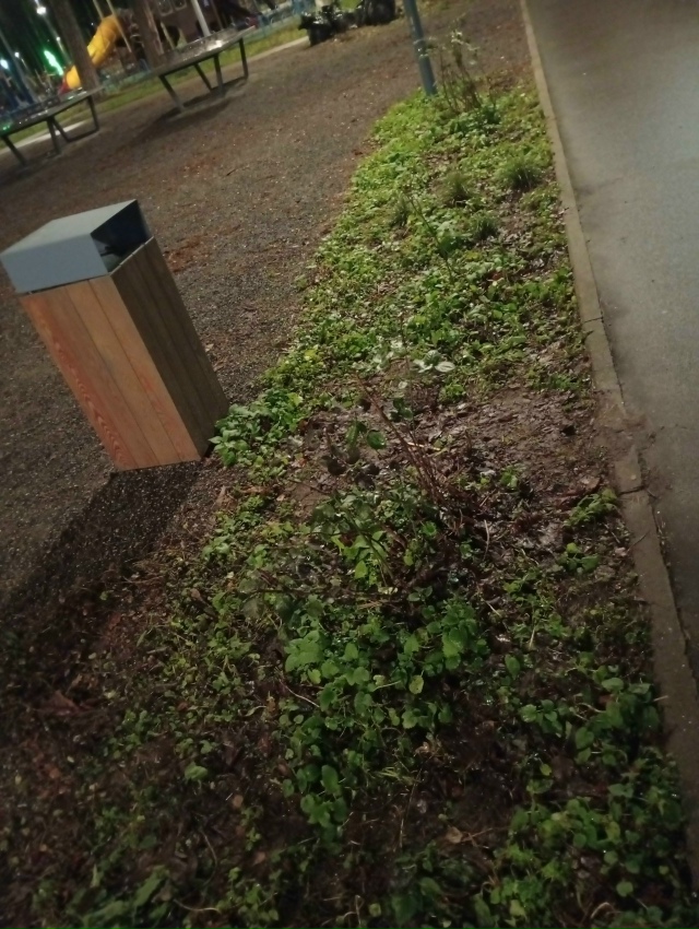 Розы, посаженные при благоустройстве детского городка...