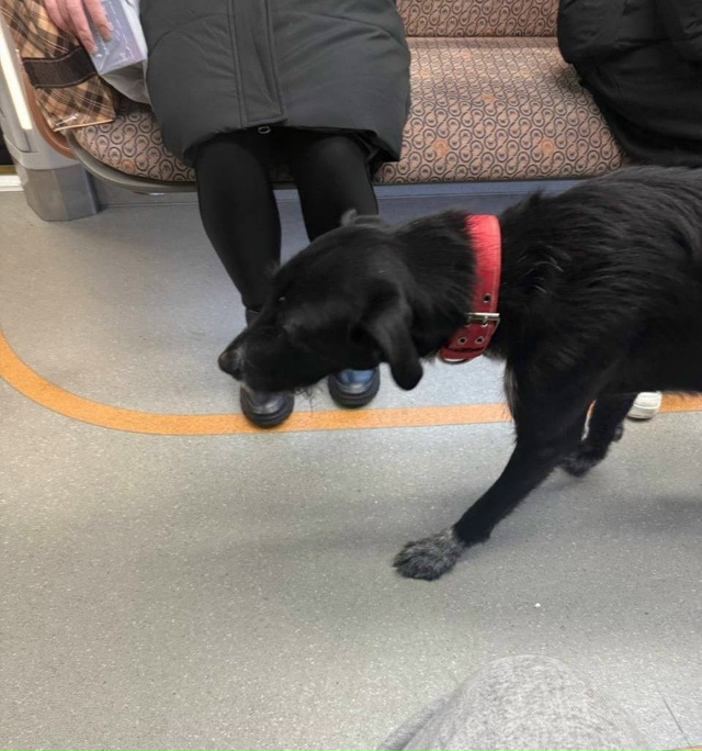 😢Самого грустного пассажира сегодня заметили с утра ?...