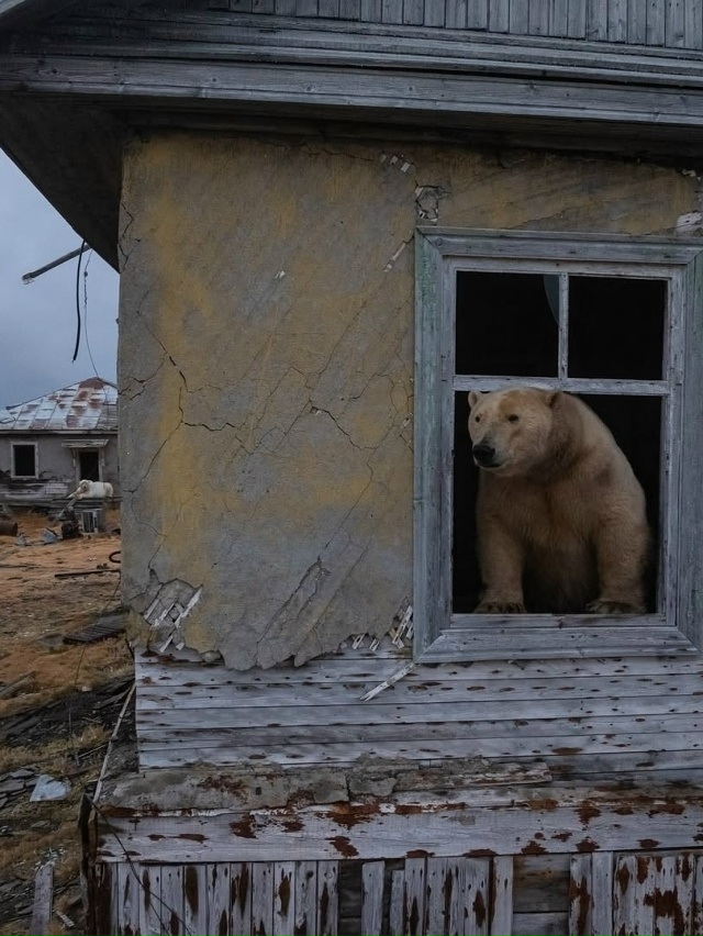 Медвежьи дачи на Колючинском острове
Когда люди поки...