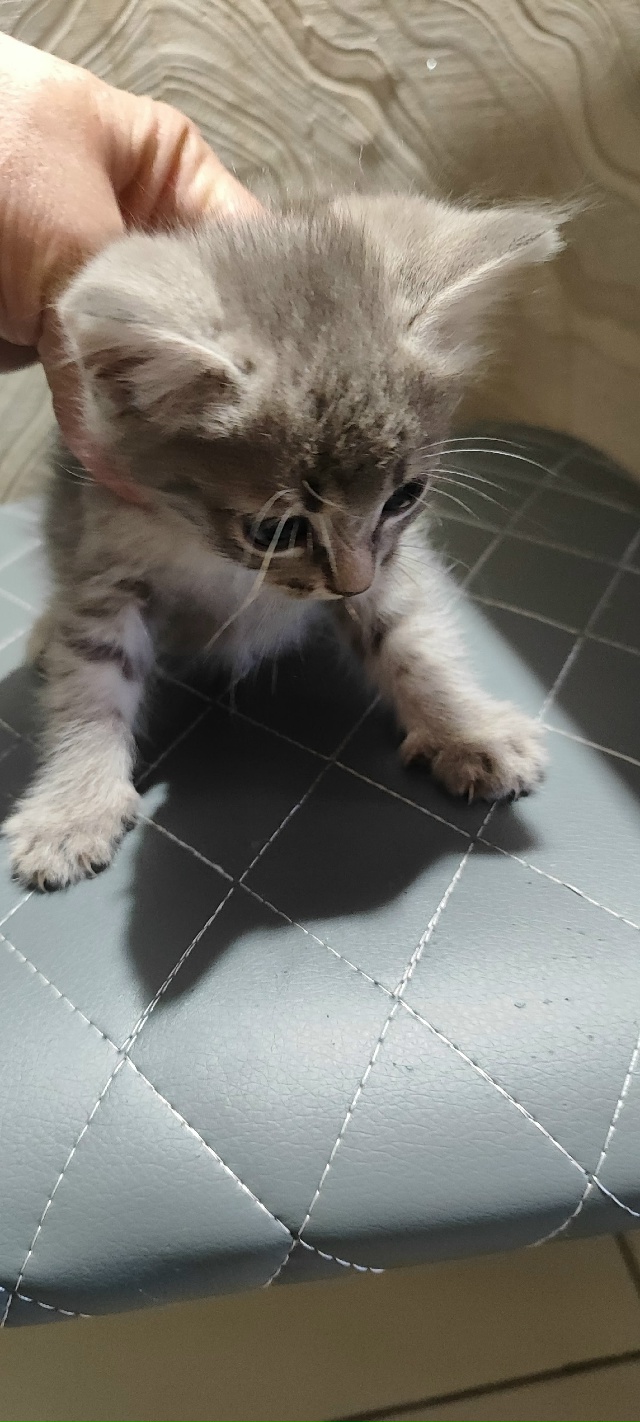 Отдам котенка девочку в добрые руки тел:89033679360