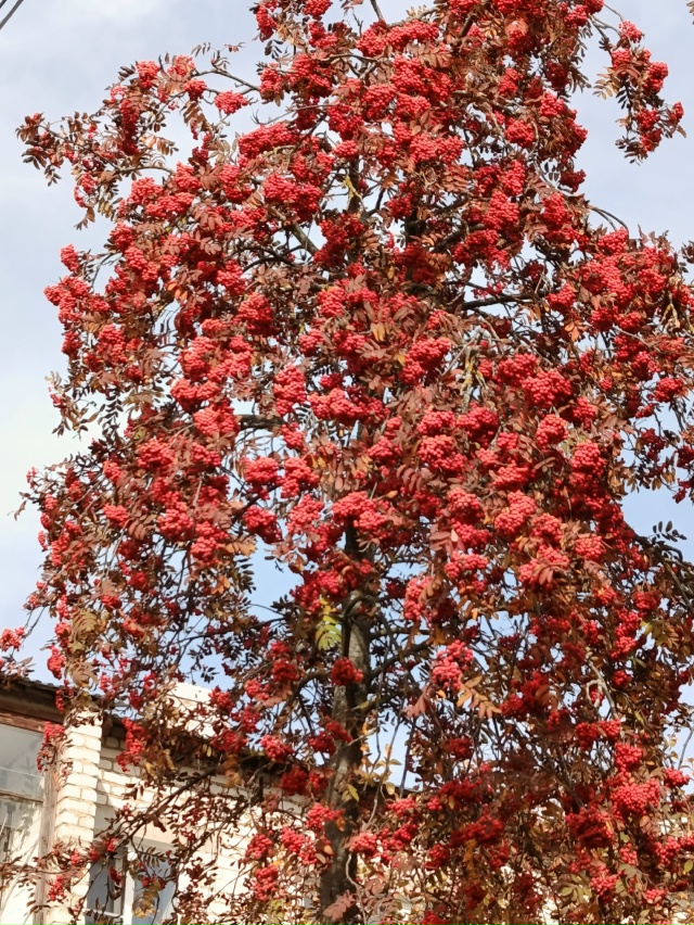 Урожай рябины.