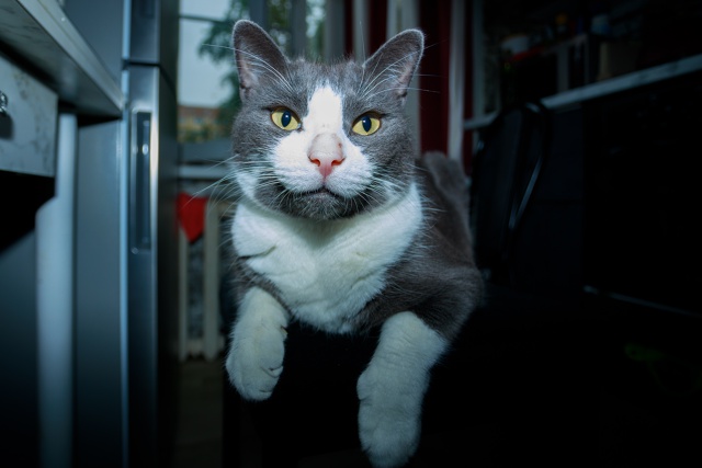 3 кота - 3 хвоста