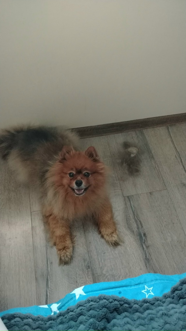 Пропала собака по кличке Арчи в районе Набережная. Про?...