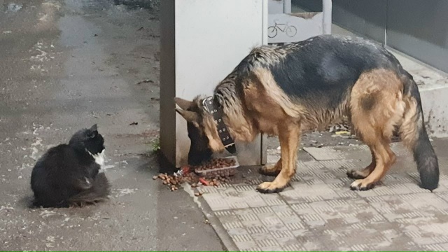 Чья собака? Бегает в районе расстанной/ бульвара Южног?...