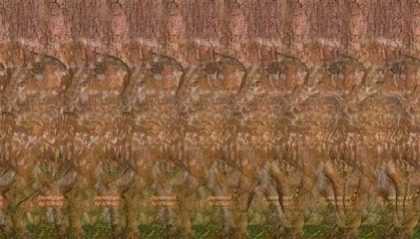 Стереограммы: тренировка для глаз ?✨
Эти загадочные ?...