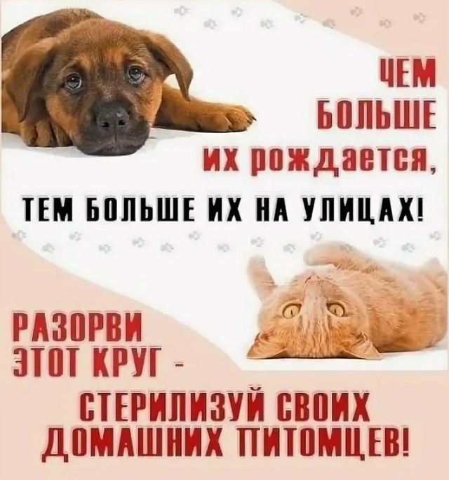 ‼️📣 16 и 17 августа состоится льготная СТЕРИЛИЗАЦИЯ ЖИ...