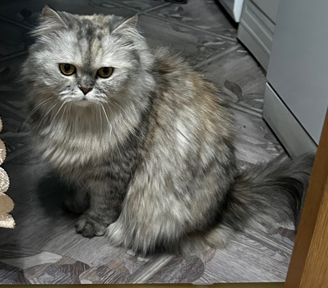 Пропала кошечка, в районе улица Рабочая (хорейверская)....