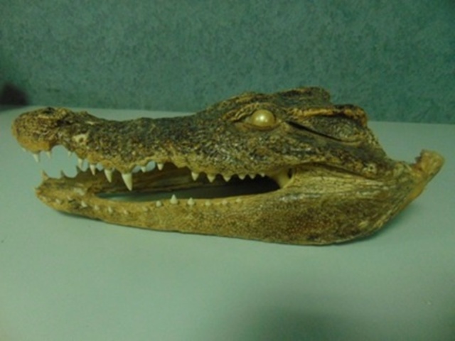 😅В аэропорту Уфы таможенники изъяли у пассажира экзо?...