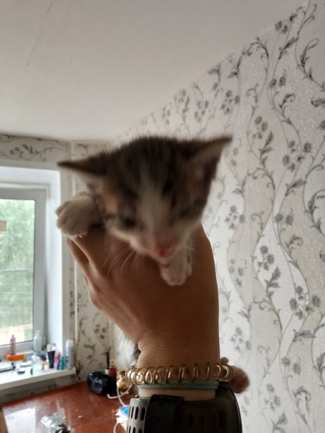 Отдам полумесячных котят в добрые руки писать в ЛС или ...