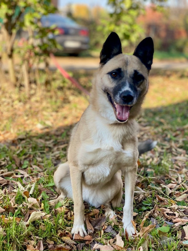 ❤ АЙНА ЖДЕТ СВОЮ СЕМЬЮ
Умная, эмоциональная непоседа п...