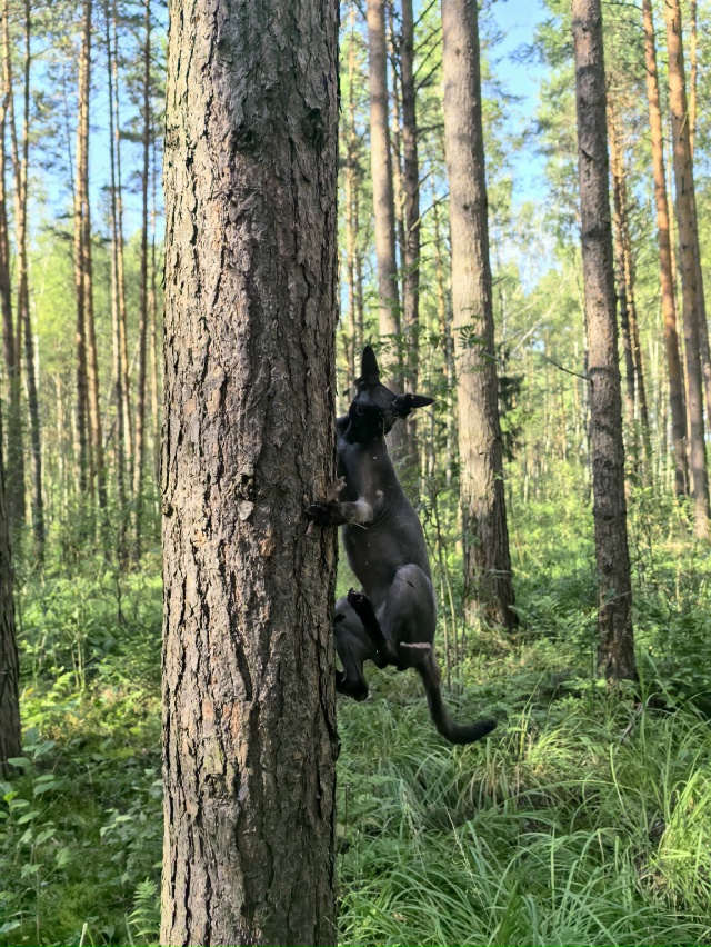Соломон Люциферович