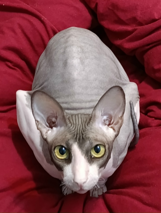 У меня дома живёт яйцо.
Как бы вы назвали его? Мне кажет...