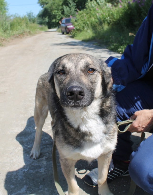 Ищем дом и хозяев для бездомной БОНИ‼
Хозяйка двора 🐕...