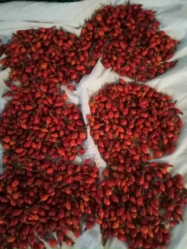 Продаю шиповник полевой немного подсушенный, 0,5 банка 8...