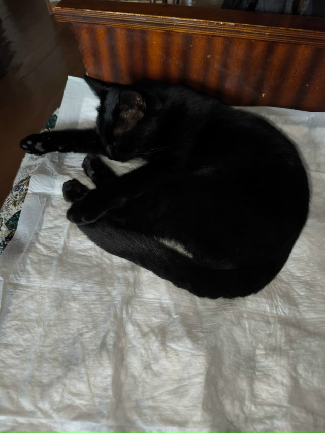 Хозяин, отзовитесь!!! В районе улиц Оплеснина, Железнод?...