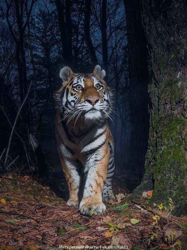 Aмypcкиe тигpы пoпaли в фoтoлoвyшкy