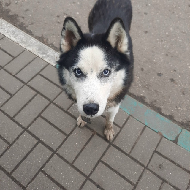 Второй день обитает на Татнефти за Суринским! Посмотри...