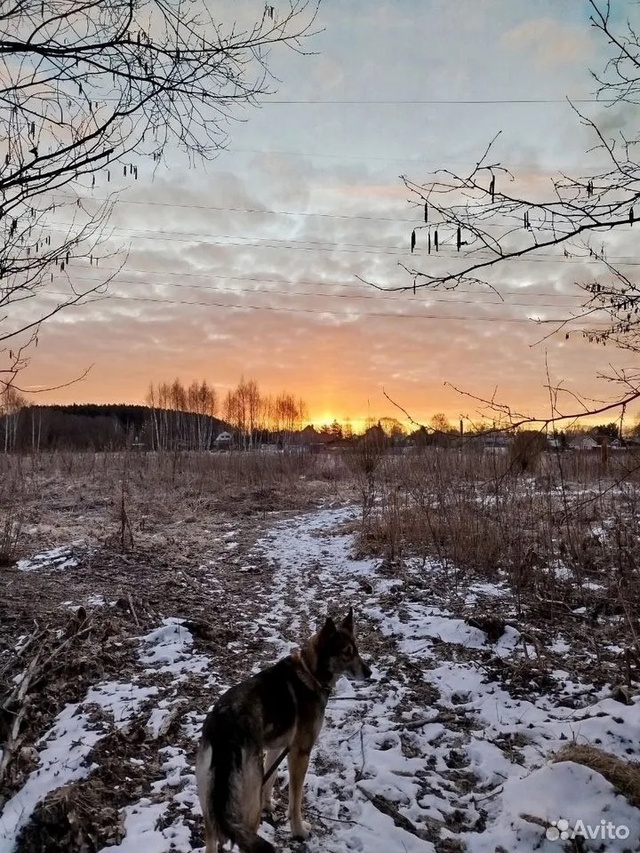 Отдам собаку бесплатно
Юна. 7 лет, хаски (агути), вес 15 ?...