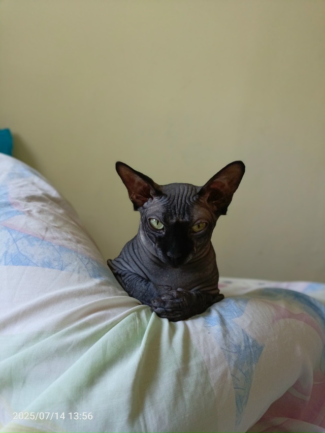 Моя всратая красотуля!