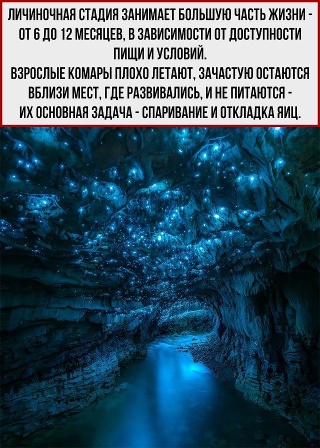 Единственные нормальные комары.