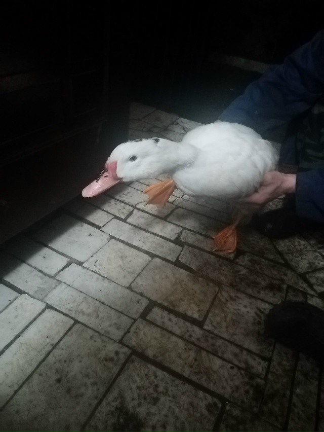 Кто потерял утку , ходил возле магазин Уныш Паркова?...