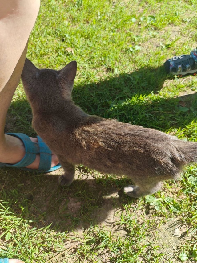 Чей котенок потерялся? С. Воздвиженское