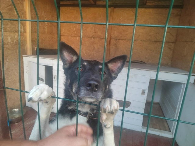 Красотка Альмочка ищет дом!Натерпелась за свою 5летню?...