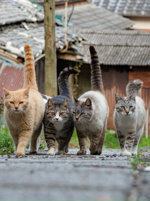 Красота деревенских котиков ❤️