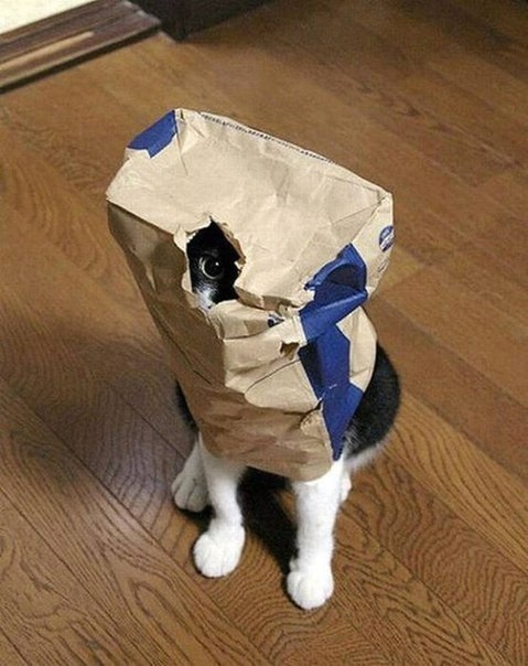 Μаcтep клаcс по пpяткaм oт котикoв!