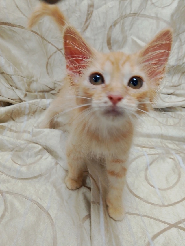 Котята ищут дом
+7 930 841-38-54 Наталья