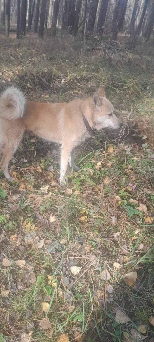 Сегодня, после обеда, на окраине Бузулукского бора, за ?...