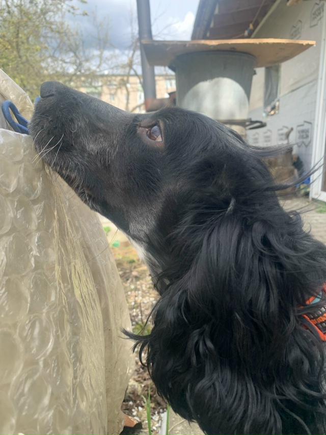 ПОТЕРЯЛАСЬ СОБАКА. РУССКИЙ ОХОТНИЧИЙ СПАНИЭЛЬ.ПО КЛИЧ?...