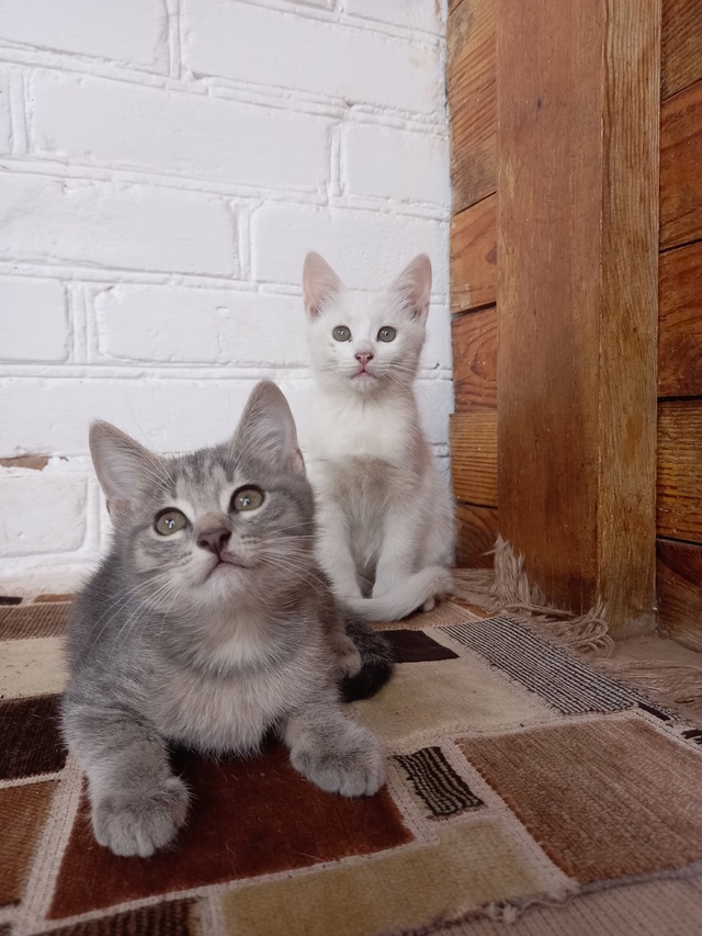 Котик и кошечка будут рады быть Вашими верными друзьям...