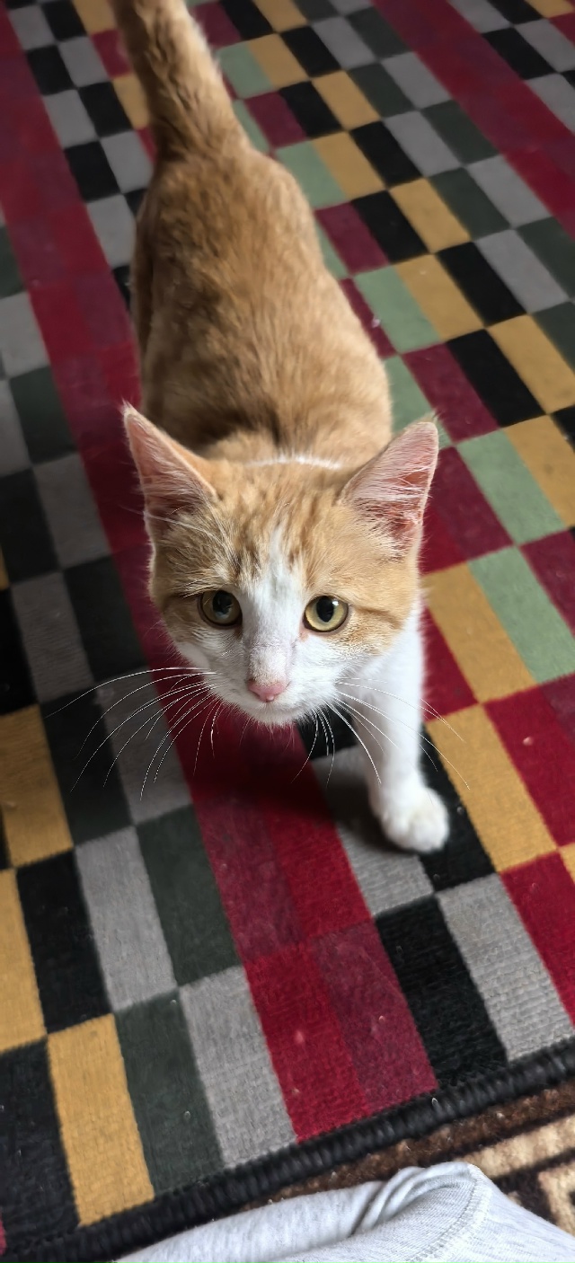 Нашли кошку в саду. Замерзла бы или умерла с голоду. Лас...