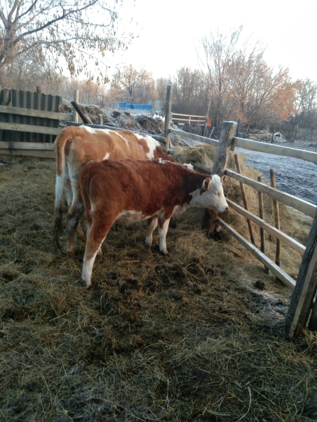 Продам двух подсосных телок, 50т.р голова, без торга, по ?...