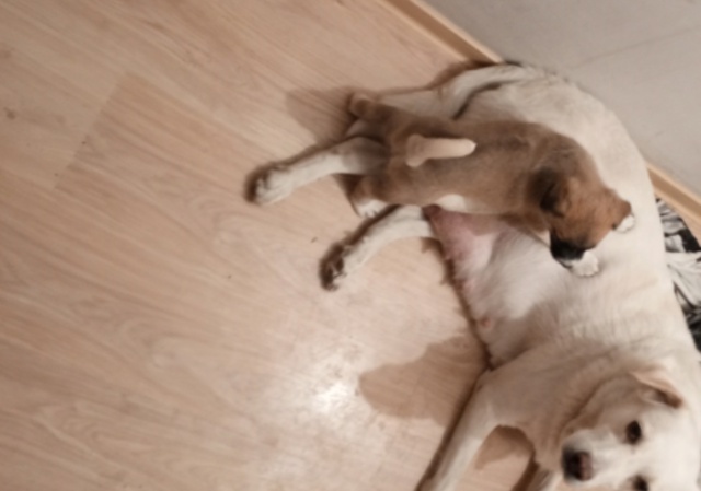 Анонимно
Щенок🐶 ищет дом🏡
Родился 22 июня
Телефон 89505...