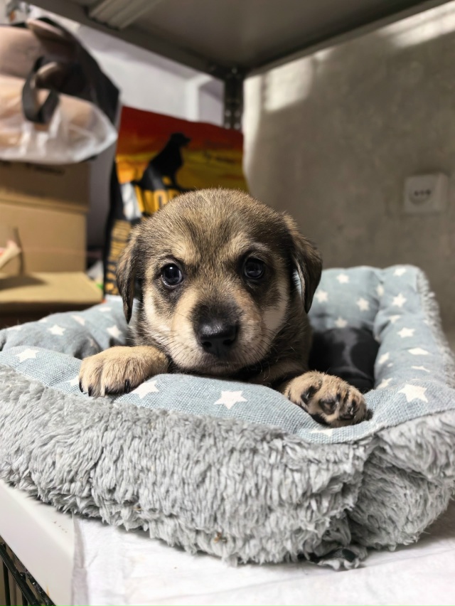 Очаровательная трогательная малышка ищет дом.
Щенок, ?...