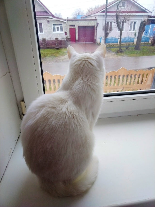 У котиков свой 