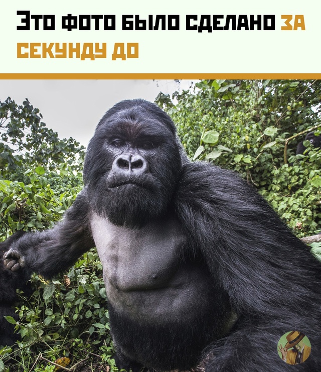 Фото за секунду до удара. Альфасамец против объектива
...
