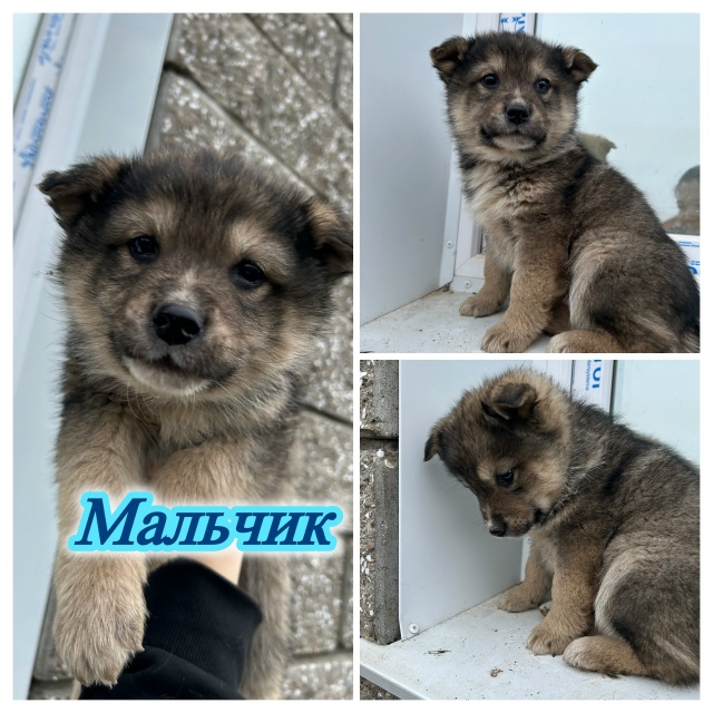 Здравствуйте, прекрасные малыши-мишутки в добрые руки?...