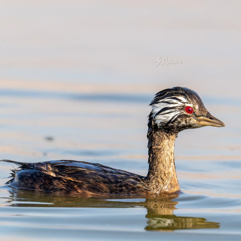 В Южной Америке нашли птицу с Шаринганом
Зовут её белохохлая поганка. Её главная фишка — ярко-красн