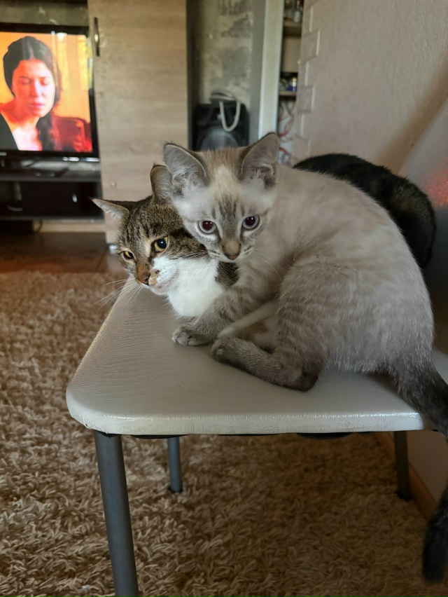 Потерялся кот на Лермонтова 12 .Кто видел или нашел ,про?...