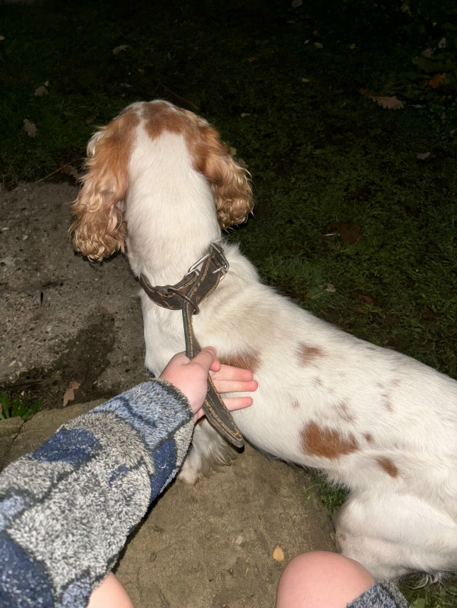 Чей песик потерялся ?
Скулит замерз
На инженерной